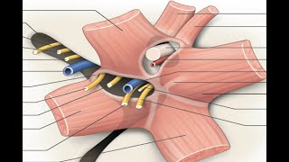 ANATOMIE FMPM ANATOMIE DES MUSCLES OCULOMOTEURS [upl. by Kurth]