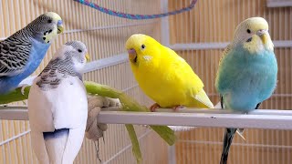 10 Hr If your budgies don’t chirp playing this video will help lonely parakeet bird start to chirp [upl. by Susejedairam]