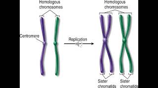 15 CYTOGENETIC DISORDERS numeric [upl. by Sachiko]