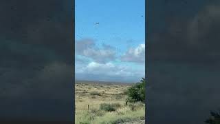 Locust swarm in South Africa [upl. by Ellered]