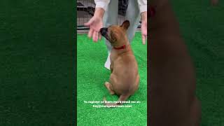 Belgian Malinois Puppy Training malinoispuppy malinois puppy puppytraining [upl. by Cloe]