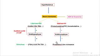 Cours dEndocrinologie vidéo 2  Axe Hypothalamo hypophysaire [upl. by Reginauld]