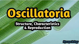 Oscillatoria  Structure amp Reproduction  BSMSBotany  Urdu amp Hindi [upl. by Eentihw]