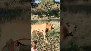 Lion king crying 😭 shortvideo الاسد السنوريات animals wildlions cuteanimal edit lionbigcats [upl. by Ugo]