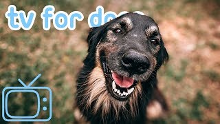 TV for Dogs 8 HOURS of Fun Entertainment for Bored Dogs  Music NEW [upl. by Rosalyn]