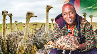 Inside a LUCRATIVE Ostrich Farm in Zambia [upl. by Docile]