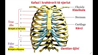 Brinjët e vërteta janë [upl. by Dalis]