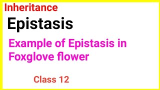 Dominant epistasisExample of Dominant epistasisFoxglove flower epistasis foxglove [upl. by Sher]