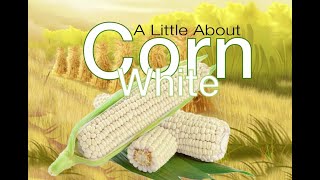 Corn White Nutritional Value [upl. by Oag]