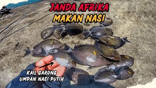 GARONGER‼️Umpan Nasi Turun Ke Air Langsung Jadi Rebutan Ikan Baronang  Sekartaji [upl. by Mccall988]