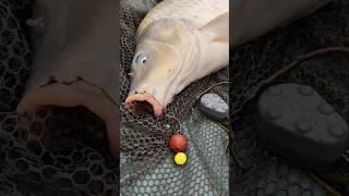 Lov Kaprov na Slovensku ryby rybolov rybarcenie kapor lovkaprov carpfishing carp [upl. by Sigvard]