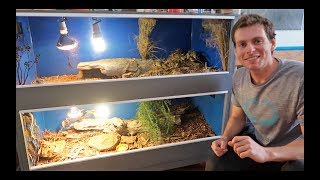 Blue Tongue Lizard Enclosure Set Up [upl. by Manon]