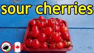 Sour Cherry Review Prunus cerasus  Weird Fruit Explorer Ep 331 [upl. by Le]