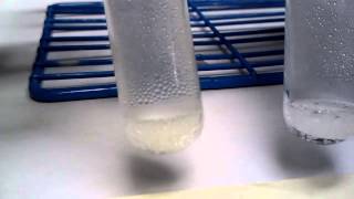 Zinc and 6 M Hydrochloric Acid Reaction [upl. by Kristen902]