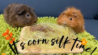 An immersive experience of guinea pigs eating corn silk [upl. by Barnabe]