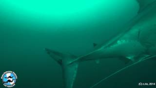 Too Close for Comfort  Great White Shark encounter [upl. by Malvie]