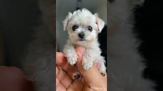 CUTE BABY DOG  dog pappydog cutedog dogs americandog petsdog pet babydog cutedog vonice [upl. by Service]