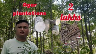 Agar agarwood plantation [upl. by Esihcoc]