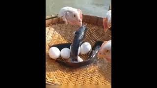 Best Fish Trap Video In River Flowing Water  Hen Head Trapping System [upl. by Ettenrahc]