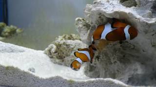 Ocellaris clownfish spawning [upl. by Vernon260]