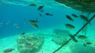 SNORKELING  Coco Beach BONAIRE  1080p FullHD [upl. by Nacul858]