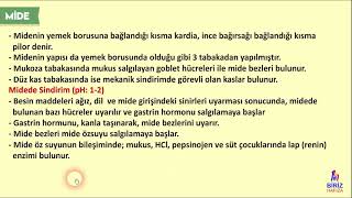 Biriz Hafıza AYT Biyoloji  Hafıza Teknikleri ve Animasyonlarla Sindirim Kanalını Oluşturan Yapılar [upl. by Wappes]