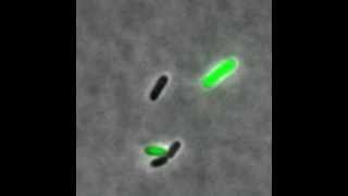 Phage lambda  showing lytic and lysogenic pathways [upl. by Stock]