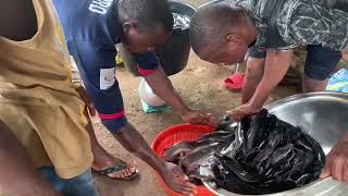 Catfish processing time and harvesting for smokable size [upl. by Kezer]