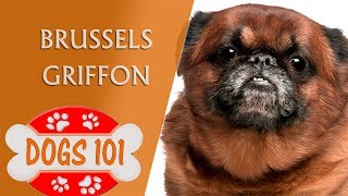 Dogs 101  BRUSSELS GRIFFON  Top Dog Facts About the BRUSSELS GRIFFON [upl. by Mosley]