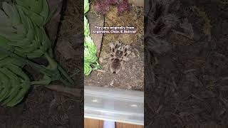 The Chilean Rosehair Tarantula Grammostola Porteri halloween2024 tarantula shorts halloween [upl. by Nanyt360]