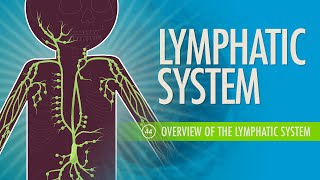 Lymphatic System Crash Course Anatomy amp Physiology 44 [upl. by Rednave251]