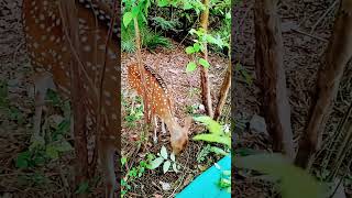 Deer at Guindy National ParkChennai [upl. by Atrebla]