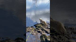 Cairn terrier thinks he’s spotted the Loch Ness monster on his Scottish holiday [upl. by Suciram839]