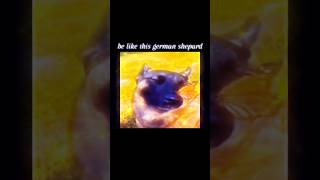 he has no enemies  meme calm cute dog dogmemes edit eggslyplayz capcutedit capcut [upl. by Prudy650]