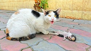 A crying mother cat brought her dying kitten to a man Just unbelieveble [upl. by Petrick]