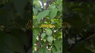 Methley Plum Loaded with Fruits [upl. by Lionel318]