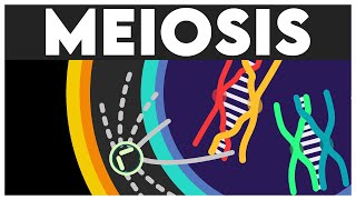 Meiosis Animation  Cell Cycle and Cell Division Class 11  Meiosis I  Meiosis II  NEET 2024 [upl. by Nylasoj564]