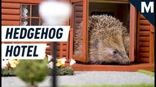 Finally There’s An Amusement Park For Hedgehogs  Mashable [upl. by Eibloc824]