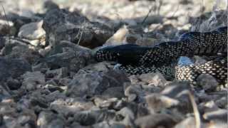 Kingsnake eats Mojave Rattlesnake [upl. by Enaud382]