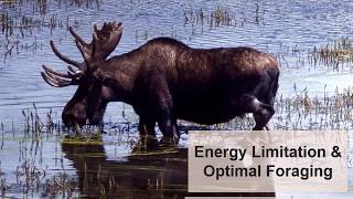 Energy Limitation amp Optimal Foraging [upl. by Aciruam]