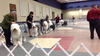 Old English sheepdog Fort Worth Texas AKC dog show [upl. by Stoecker56]