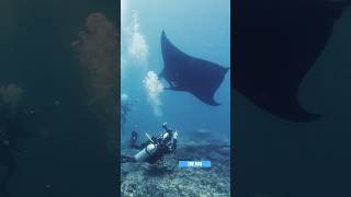 Outbreathing dive at MantaPoint  scubadivingislife bali scuba mantaray divingbali diving [upl. by Edak941]