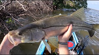 34 inch snook madness Kayak fishing in Tarpon Bay on Sanibel Island Florida [upl. by Aicilanna]