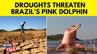 Brazil Drought News  Severe Drought Threaten Brazils Pink Dolphin  English News  N18V [upl. by Nohtiek]