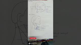 Anotomy Quick Notes of facial muscles posterior triangle and carotid sheathshortvideo notes bds [upl. by Nylicaj]