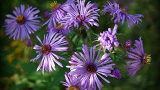 Autumn Asters Michaelmas Daisy Colour [upl. by Bacon795]