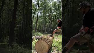 Processing Big New England Ash Start to Finish shorts firewood chainsaw [upl. by Alexandros]