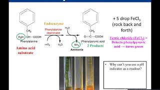 Lab 512 Phenylalanine Deaminase [upl. by Camarata]