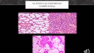 Generalidades de glándulas exocrinas endocrinas y anficrinas [upl. by Friday]