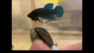 blue betta flares at stick APT [upl. by Etat]